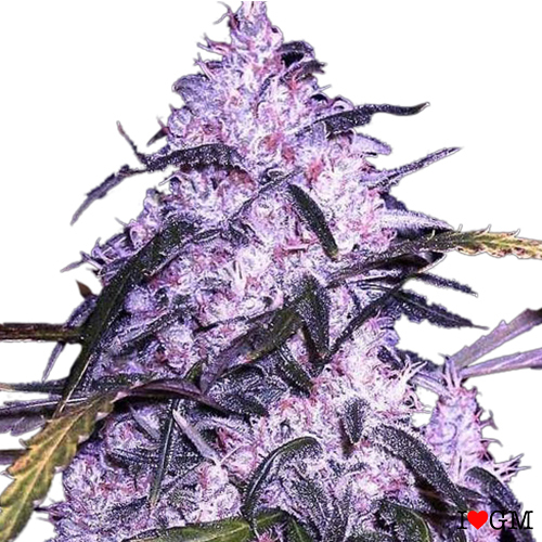 Black Widow (fem)