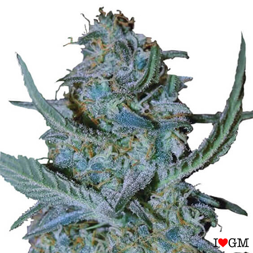 Blue Cheese (fem)
