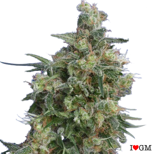 Bubba Kush (fem)