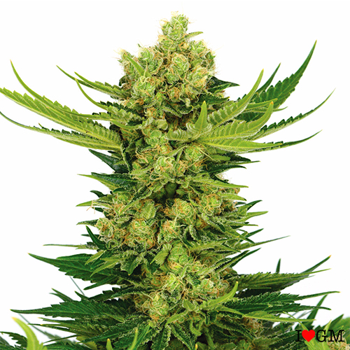 Cheese (fem)
