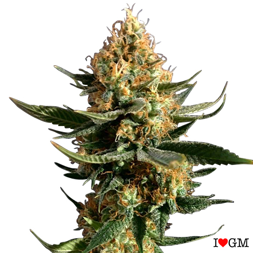 Chemdawg (fem)