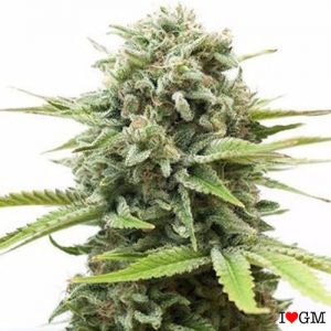 Fire OG (fem)