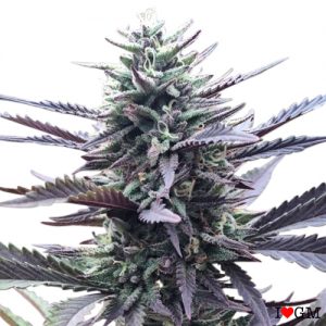 LA Confidential (fem)