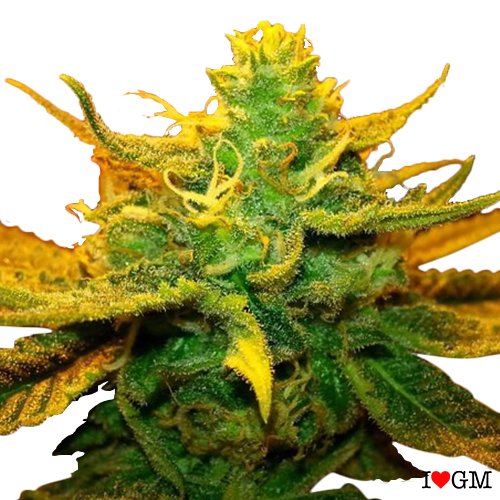 Mango Kush (fem)