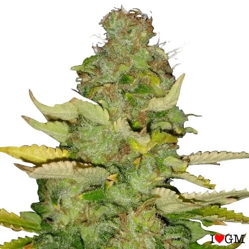 Maui Wowie (fem)