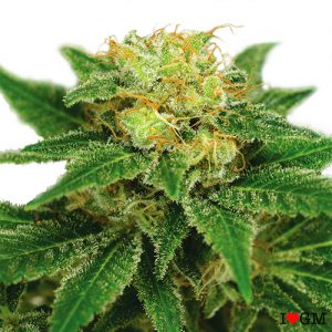 Northern Lights (fem)