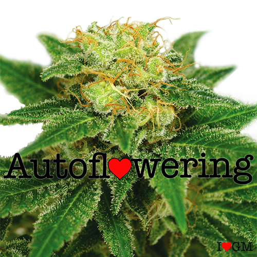 Northern Lights Autoflower