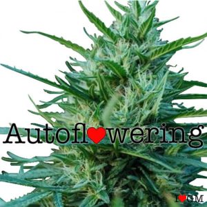 OG Kush Autoflower