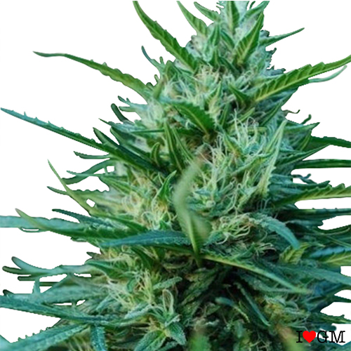 OG Kush (fem)