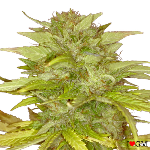 Orange Bud (fem)