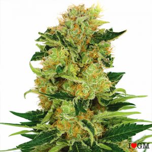Pineapple Haze (fem)