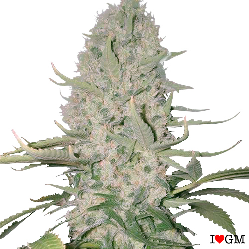 Power Plant (fem)