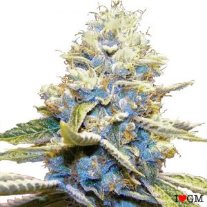 Skywalker OG (fem)