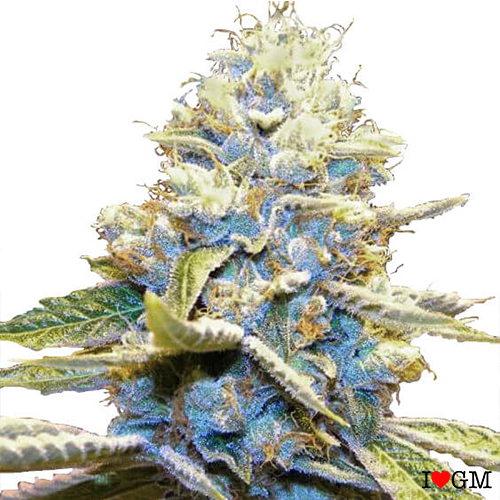 Skywalker OG (fem)