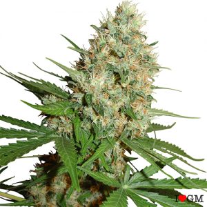 Trainwreck (fem)
