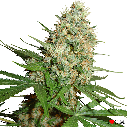 Trainwreck (fem)