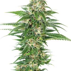 Early Skunk Automatic