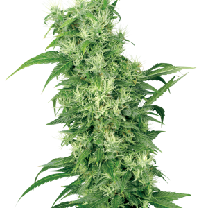 Female Mix by White Label