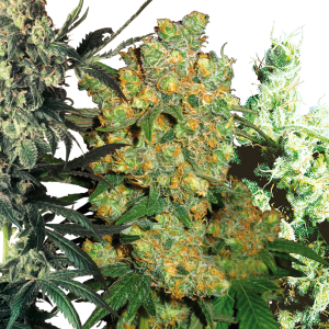 Feminized Mix