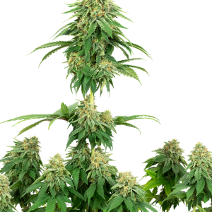 Girl Scout Cookies Feminized