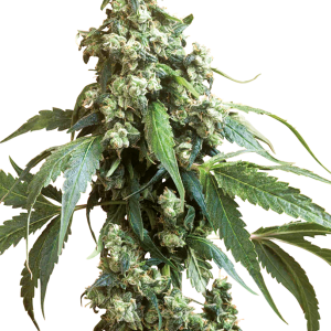 Jack Flash #5 Feminized