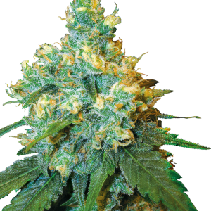Jack Herer® Feminized