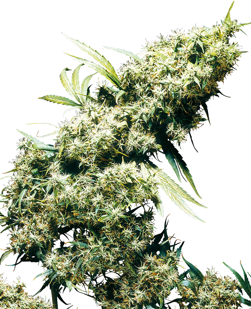Jamaican Pearl Feminized