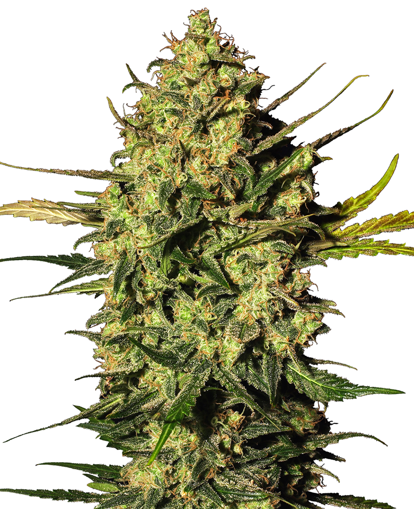 Master Kush Automatic