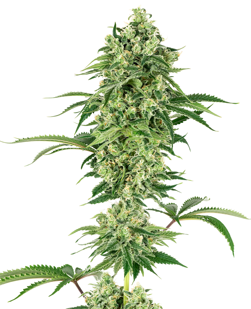 Nicole Hindu Kush Feminized