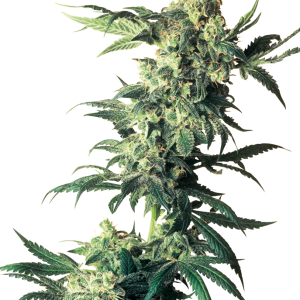 Northern Lights Feminized White Label