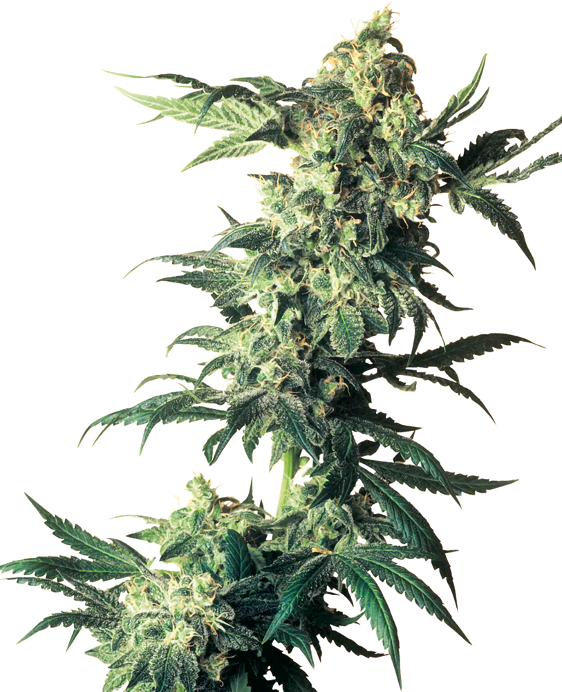 Northern Lights Feminized White Label