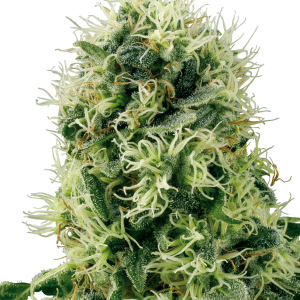Pure Power Plant Feminized