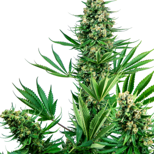 Sensi #741 Feminized