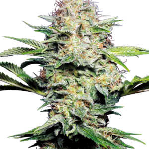 Sensi Skunk Automatic