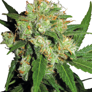 Sensi Skunk Feminized