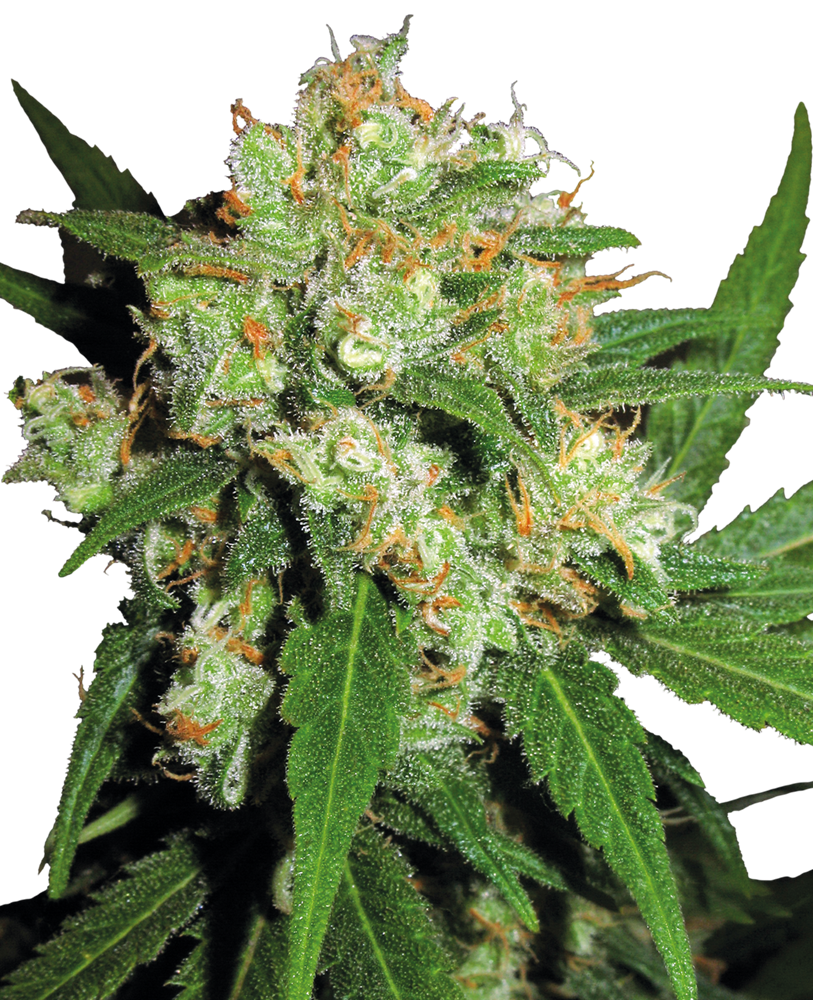 Sensi Skunk Feminized