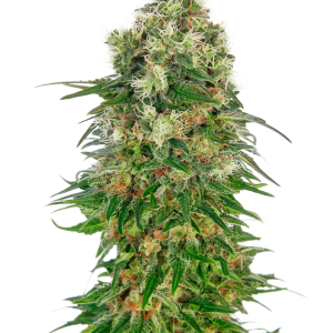 Shiva Skunk Automatic