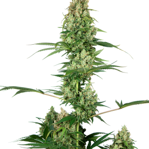 Silver Fire Feminized