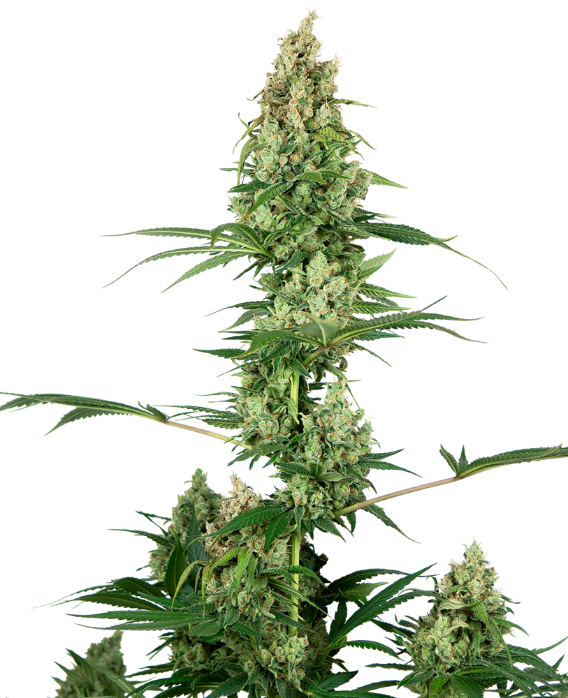 Silver Fire Feminized