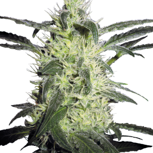 Silver Haze Feminized