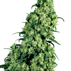 Skunk #1 Feminized