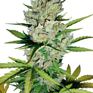 Skunk #1 Automatic