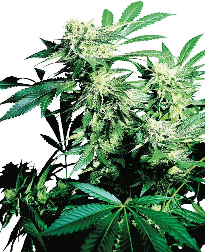 Skunk Kush Feminized