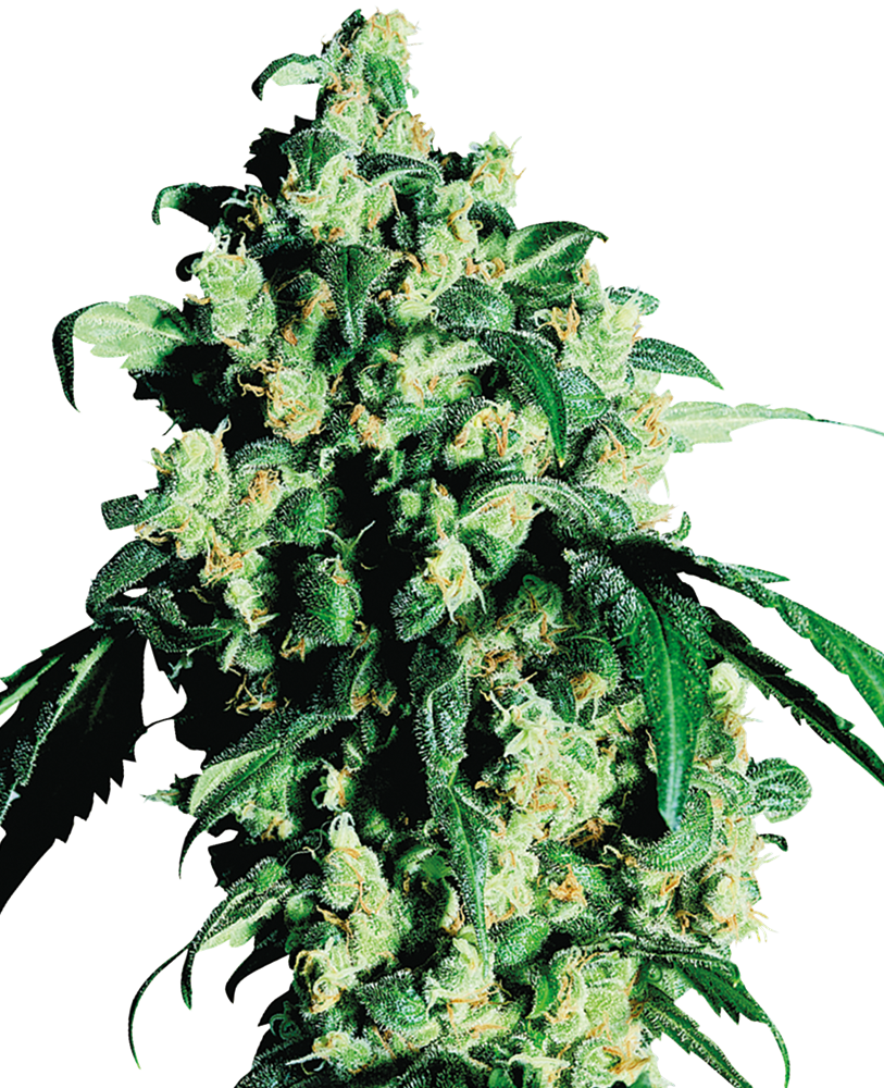 Super Skunk Feminized