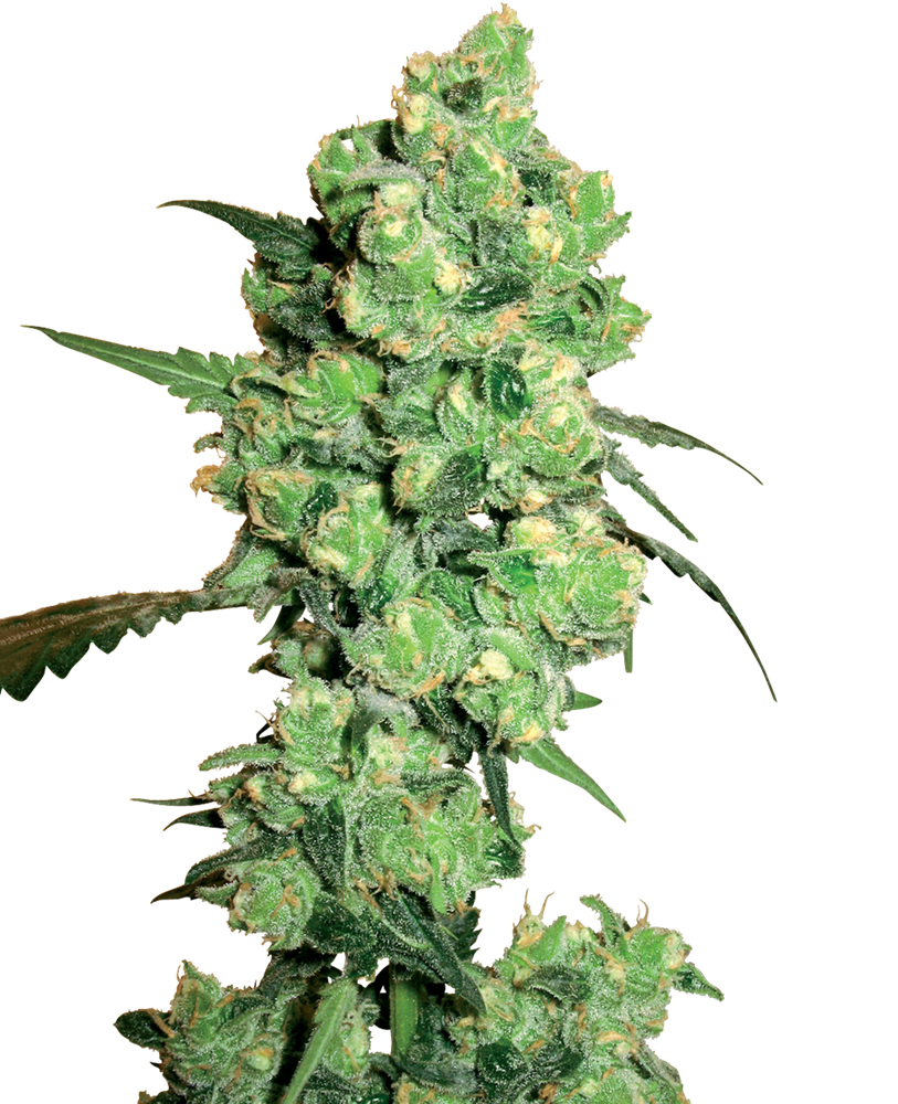 Super Skunk Feminized