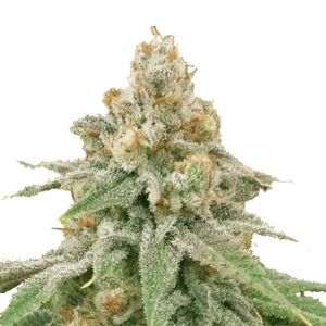 Wedding Cake by ILGM (fem)