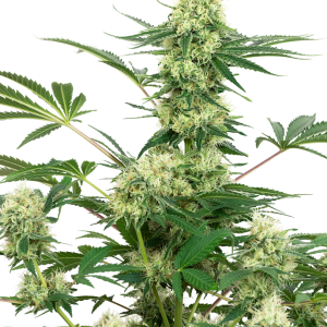 Wedding Cheesecake Feminized