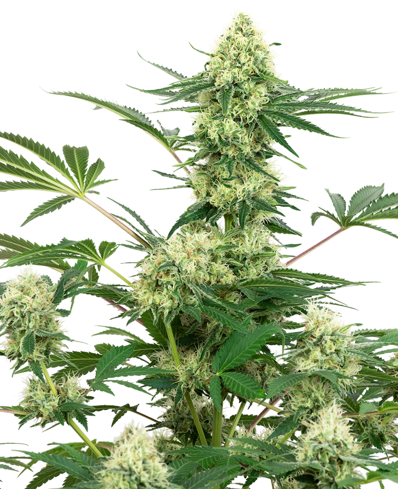 Wedding Cheesecake Feminized
