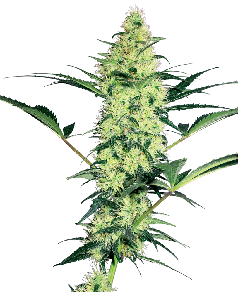 White Diesel Feminized